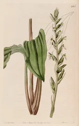 Ilustración de Pelexia adnata (como sin. Pelexia spiranthoides)